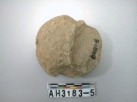 藏品(中砝碼型石網墜)的圖片